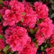 Азалія японська / рододендрон Канзонетта, Azalea japonica Canzonetta - контейнер С3 V62187 фото 1