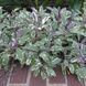Шавлія лікарська Триколор (Salvia officinalis Tricolor) Р9 V70300 фото 4