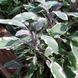 Шавлія лікарська Триколор (Salvia officinalis Tricolor) Р9 V70300 фото 5