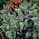 Шавлія лікарська Триколор (Salvia officinalis Tricolor) Р9 V70300 фото 2