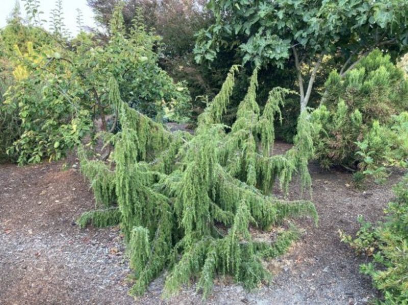 Ялівець звичайний Хорстман. (Juniperus communis Horstmann) С7,5 CS2225 фото