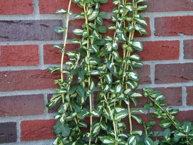 Бересклет Форчуна Санспот. (Euonymus fortunei Sunspot) P9