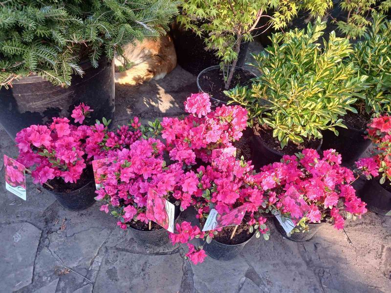 Азалія японська / рододендрон Канзонетта, Azalea japonica Canzonetta - контейнер С3