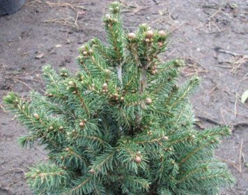 Ель обыкновенная Фо Виндс. (Picea abies Four Winds) С10 CS2076 фото