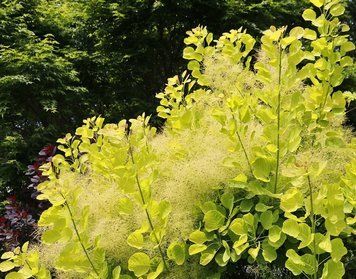 Скумпия кожевенная Голден Спирит. (Cotinus coggygria Golden Spirit) С3