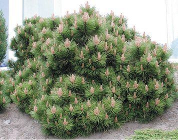 Сосна горная Пумилио. (Pinus mugo Pumilio) С30, 8-летка CS2376 фото