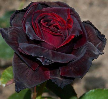 Роза Black Baccara (Блэк Баккара) &mdash; легендарная &ldquo;чёрная&rdquo; бархатистая роза 🌹