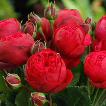 Роза Ред Пиано (Red Piano) &ndash; чайно-гибридная, саженец в горшке 4 л