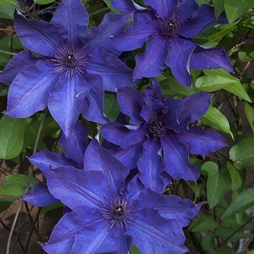 Клематис Президент. (Clematis The President) ІІІ группа