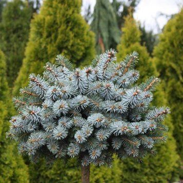 Ель колючая Брунек. (Picea pungens Brynek)С10, ШТАМБ CS2126 фото