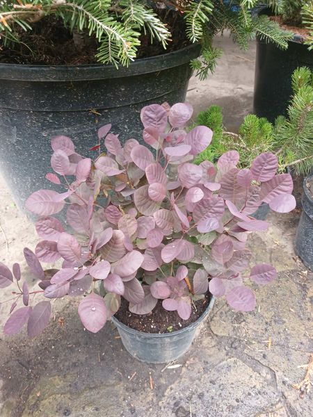 Скумпия кожевенная Lilla (карликовый сорт Royal Purple) С3 V108614 фото