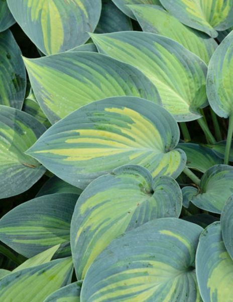 Хоста Джун. (Hosta June) CS1949 фото