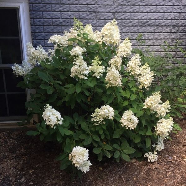 Гортензія волотиста Бебі Лейс. (Hydrangea paniculata Baby Lace) С10  V2729 фото