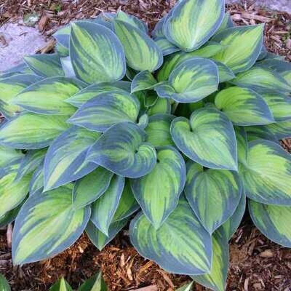 Хоста Джун. (Hosta June) CS1949 фото