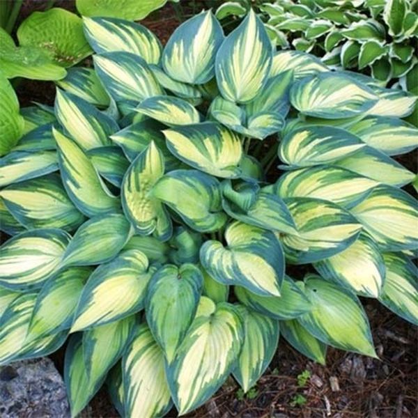 Хоста Джун. (Hosta June) CS1949 фото