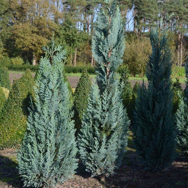 Кіпарисовик Лавсона Колумнаріс. (Chamaecyparis Lawsoniana Columnaris) С7,5 CS2176 фото