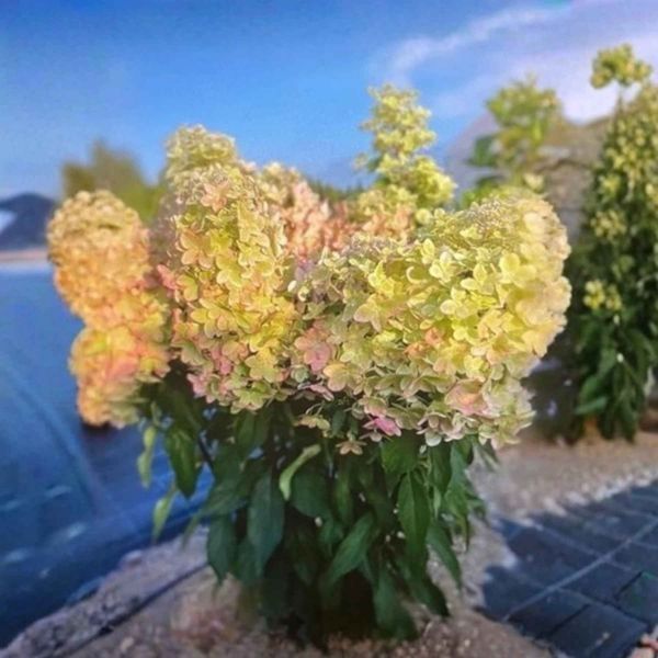Гортензия метельчатая &laquo;Металлика&raquo; - гигант (Hydrangea paniculata Metallica) Р9