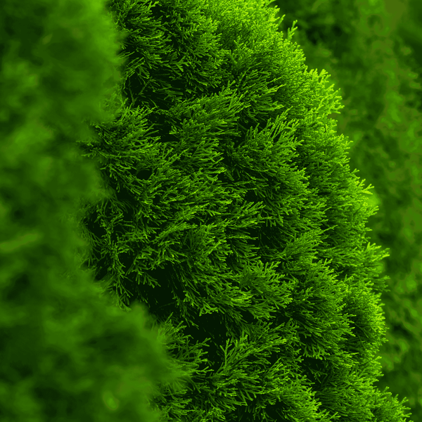 Туя западная Смарагд . (Thuja occidentalis Smaragd) С7,5 высота 110-130см CS2426 фото