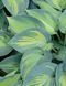 Хоста Джун. (Hosta June) CS1949 фото 4