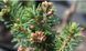 Ялина звичайна Фо Віндс. (Picea abies Four Winds) С10 (розпродаж) CS2076 фото 2