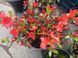 Рододендрон Фрідоліна, Azalea japonica Fridoline - контейнер С3 V72187 фото 2