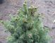 Ялина звичайна Фо Віндс. (Picea abies Four Winds) С10 (розпродаж) CS2076 фото 1
