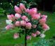 Гортензия метельчатая Сандей Фрейз. (Hydrangea paniculata Sundae Fraise) ШТАМБ CS2679 фото 1