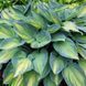 Хоста Джун. (Hosta June) CS1949 фото 1