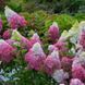 Гортензия метельчатая Сандей Фрейз. (Hydrangea paniculata Sundae Fraise) ШТАМБ CS2679 фото 2