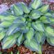 Хоста Джун. (Hosta June) CS1949 фото 3