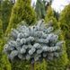 Ялина колюча Брунек. (Picea pungens Brynek) С10, ШТАМБ CS2126 фото 1