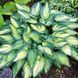 Хоста Джун. (Hosta June) CS1949 фото 2