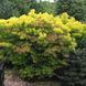 Скумпія шкіряна Голден Спиріт. (Cotinus coggygria Golden Spirit) С3 V90911 фото 2