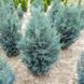 Кіпарисовик Лавсона Колумнаріс. (Chamaecyparis Lawsoniana Columnaris) С7,5 CS2176 фото 3