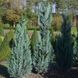Кіпарисовик Лавсона Колумнаріс. (Chamaecyparis Lawsoniana Columnaris) С7,5 CS2176 фото 2