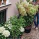 Гортензия метельчатая &laquo;Металлика&raquo; - гигант (Hydrangea paniculata Metallica) Р9 V70311 фото 1