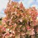 Гортензия метельчатая &laquo;Металлика&raquo; - гигант (Hydrangea paniculata Metallica) Р9 V70311 фото 6