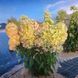 Гортензия метельчатая &laquo;Металлика&raquo; - гигант (Hydrangea paniculata Metallica) Р9 V70311 фото 2