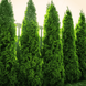 Туя западная Смарагд . (Thuja occidentalis Smaragd) С7,5 высота 110-130см CS2426 фото 1
