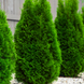 Туя западная Смарагд . (Thuja occidentalis Smaragd) С7,5 высота 110-130см CS2426 фото 2