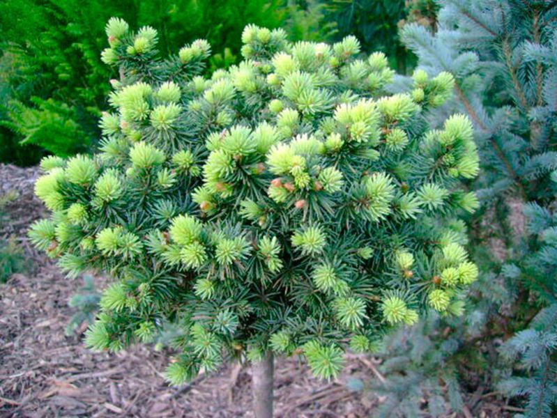 Ялина колюча Брунек. (Picea pungens Brynek) С10, ШТАМБ CS2126 фото