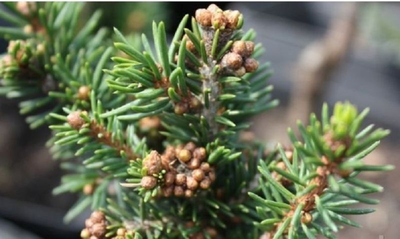 Ялина звичайна Фо Віндс. (Picea abies Four Winds) С10 (розпродаж) CS2076 фото