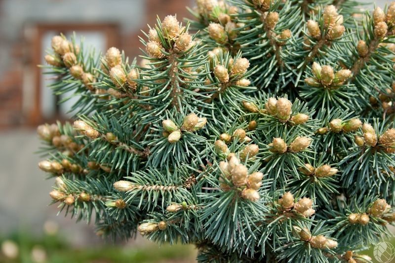 Ялина колюча Брунек. (Picea pungens Brynek) С10, ШТАМБ CS2126 фото