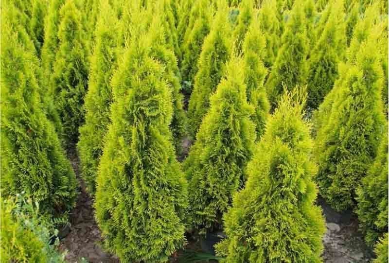 Туя западная Джанет Голд/Голден Смарагд. (Thuja occidentalis Janed Gold) С3 (высота H 20&ndash;25 см, горшок 3 л) А5404 фото