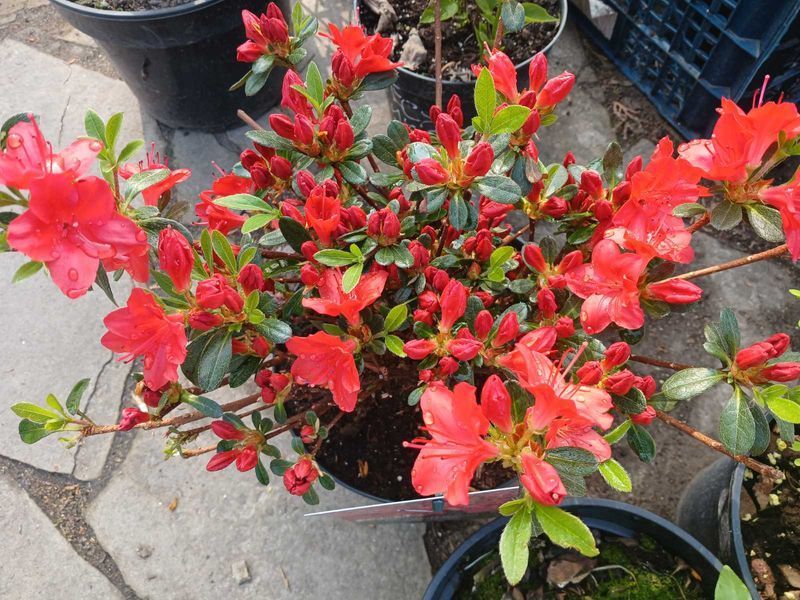 Рододендрон Фрідоліна, Azalea japonica Fridoline - контейнер С3