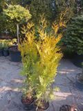 Туя західна &laquo;Голден Брабант&raquo; (Thuja occidentalis Golden Brabant) 70-80см С5 R20786 фото