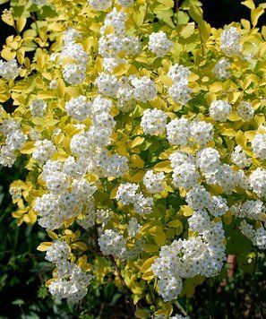Спирея Вангутта Голд Фонтейн (Spiraea &times; vanhouttei Gold Fountain) декоративный куст в горшке C3