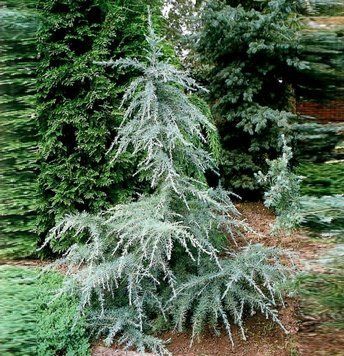 Кедр гималайский Карл Фукс. (Cedrus deodara Karl Fuchs) С7,5 CS2041 фото