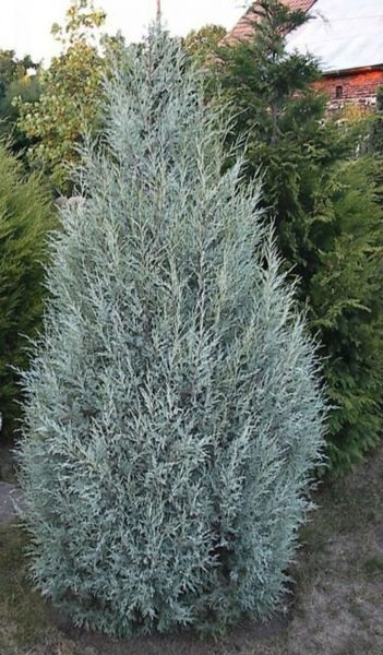 Можжевельник скальный Мунглоу. (Juniperus scopulorum Moonglow) С3 CS2191 фото