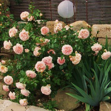Троянда Абрахам Дербі. (Abraham Darby) в горщику 4л